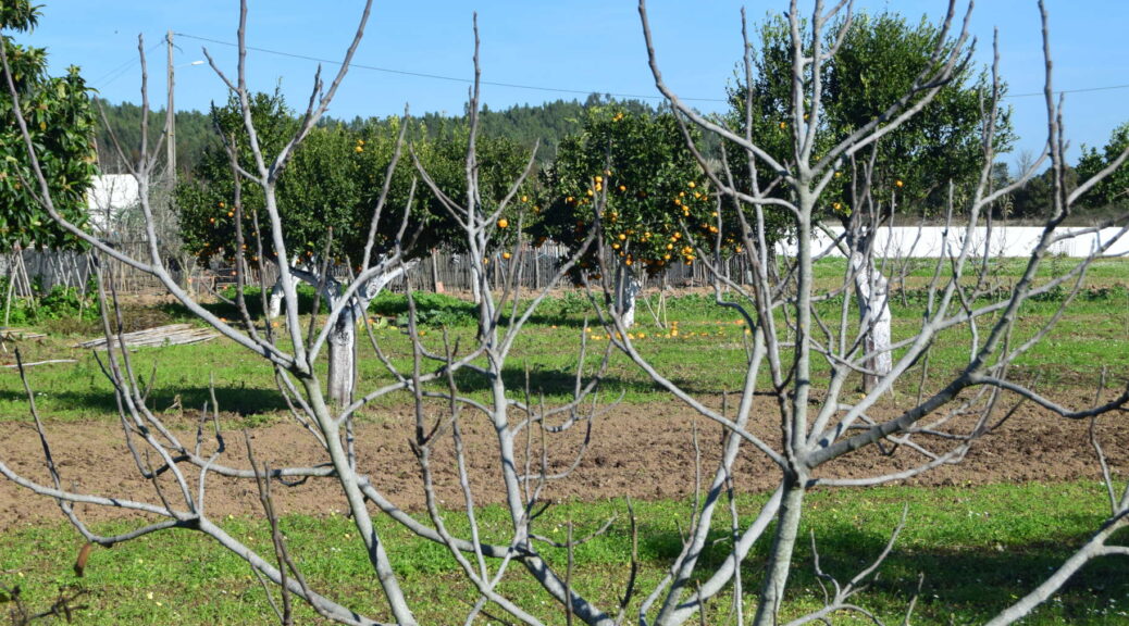 Wir blicken durch die trockenen Äste eines abgestorbenen Baums auf einen Garten mit Orangenbäumen.