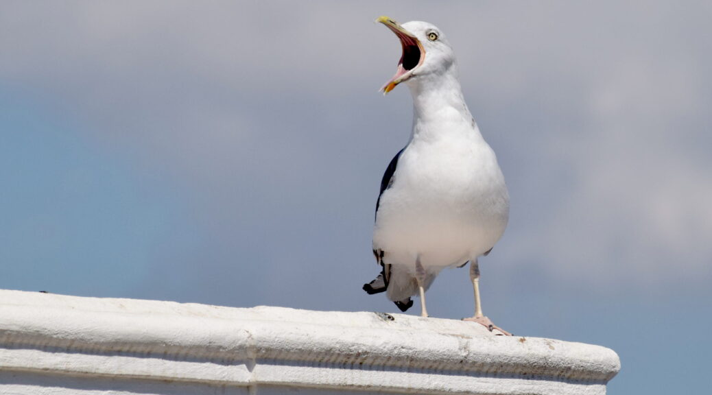 Auf einem Dachfirst der im rechten Drittel endet steht eine Möwe. Sie blickt im vollen Weckruf nach links. (c) freistern